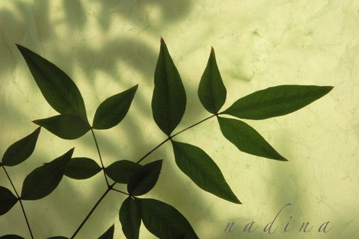 heavenly bamboo leaves on textured paper over leaf shadows with the word 'nandina' in a script typeface