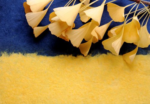 yellow ginkgo leaves on a textured dark blue and yellow background