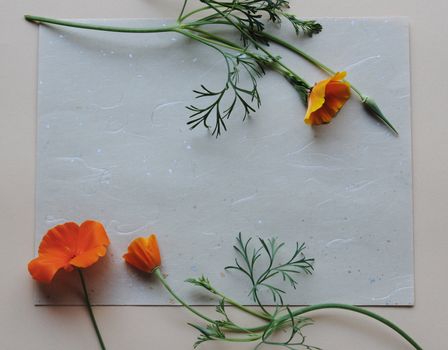 poppies form a frame for a textured copy area