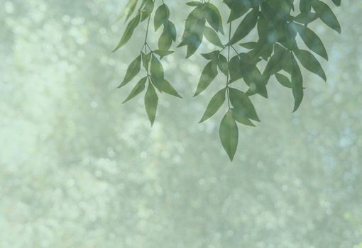 heavenly bamboo leaves with bokeh 