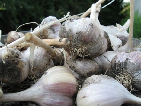 The fresh garlic just dug out of the earth.