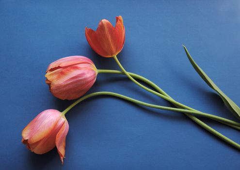 fresh coral tulips on a blue background