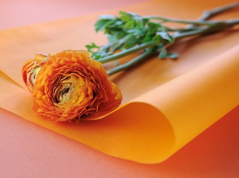 orange ranunculus flowers on paper