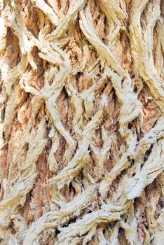 Brown bark of an old tree background