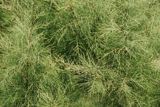 Background green needles