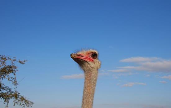 Portrait of a funny ostrich on sky background