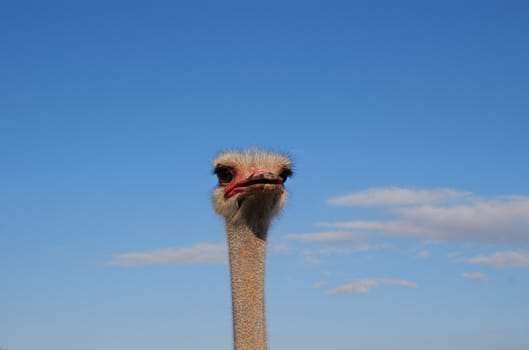 Portrait of a funny ostrich on sky background