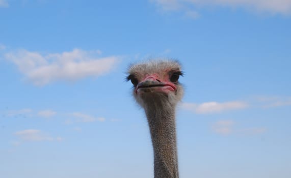 Portrait of a funny ostrich on sky background