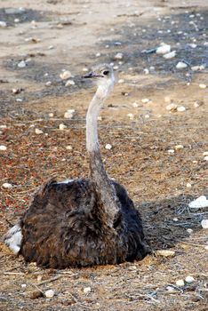 Female an ostrich sitting on a jack