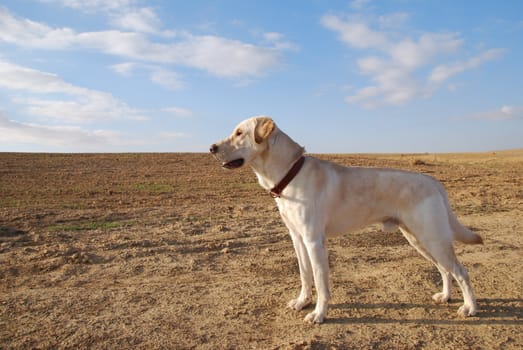 Kind of the young dog labrador in desert