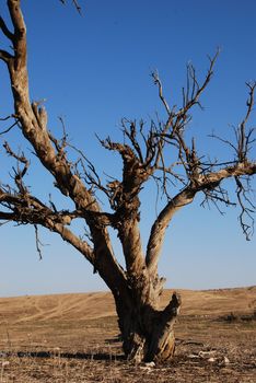 Kind of dead tree in dry desert
