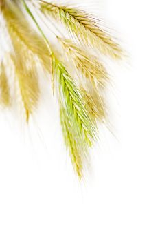 bundle of wheat isolated on white