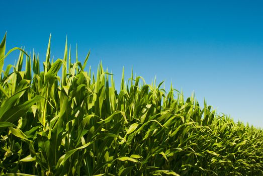 Perspective low view of a corn field on a sunny day.