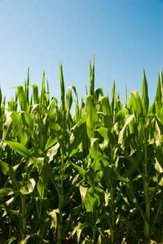 Perspective low view of a corn field on a sunny day.