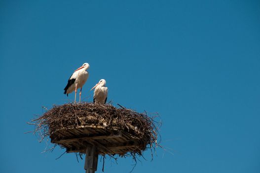 Stork pair on nest, blue sky behind