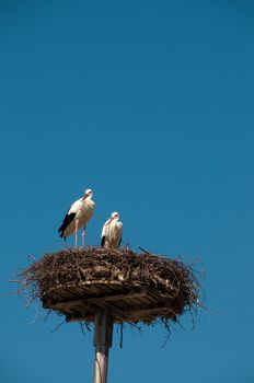 Stork pair on nest, blue sky behind