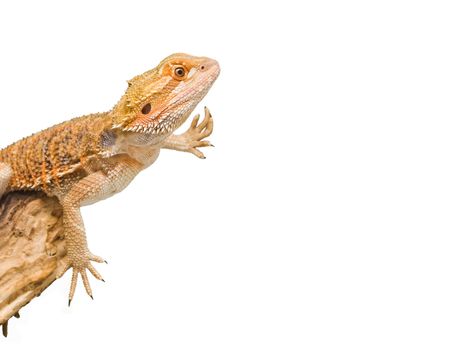 an isolated image of a bearded dragon in an unusual position 
