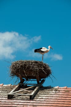 Stork on nest