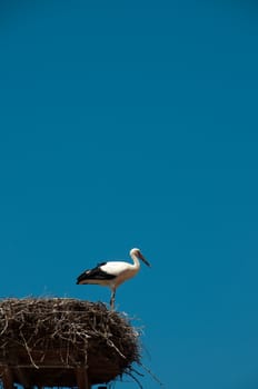 Stork on nest, blue sky behind