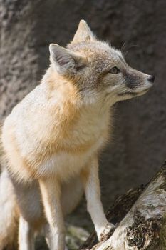 Swift fox sitting in the sun and looking 