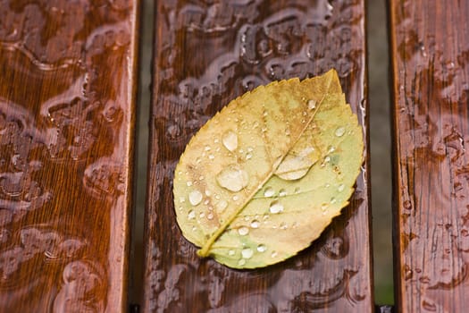 Fallen leave with drops in autumn rain
