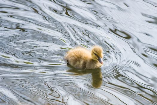 Little duckling swimming fast in silver water