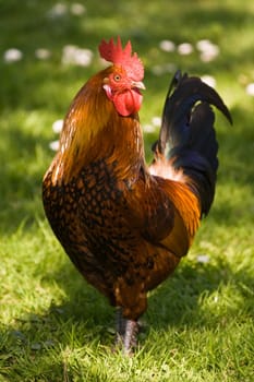 Beautiful cock standing in the grass alert and staring  
