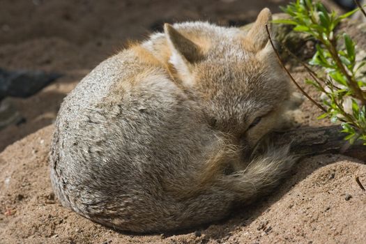 Swift fox resting in the sun but keeping an eye open