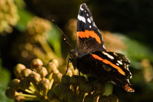 Red Admiral on Common Ivy flowers in autumn sun in October