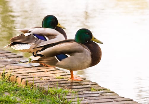 A couple of male ducks resting in the park