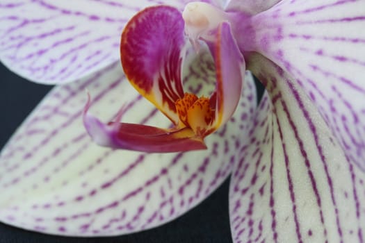 orchid flower