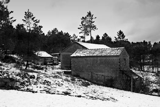 cold winter landscape with snow