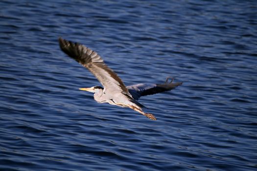 Grey Heron fishing at the waterside