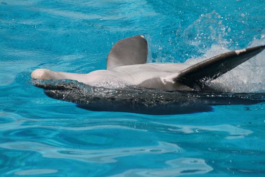 Dolphin in the blue ocean