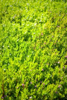 Top view of green grass, bush and flowers.