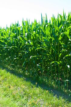 Perspective low view of a corn field on a sunny day.