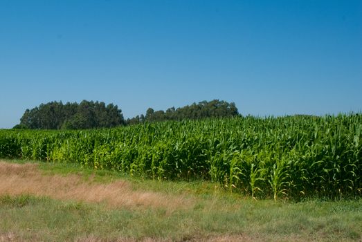 Perspective low view of a corn field on a sunny day.