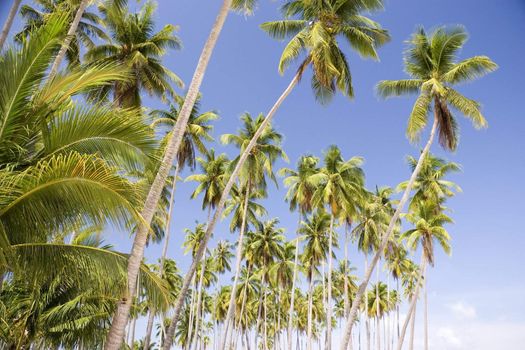 Image of coconut trees on a remote Malaysian tropical island.