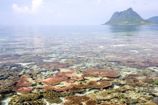 Image of a coral reef with an island in the background.