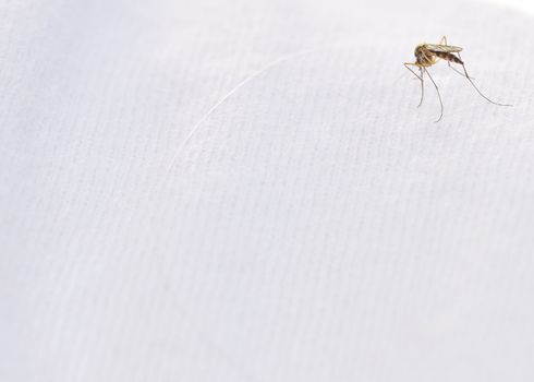 A mosquito perched on a white cotton shirt as background.