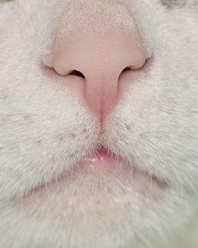 A close-up head shot of a domestic house cat nose.