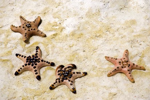 Image of a live starfish stranded on sand.