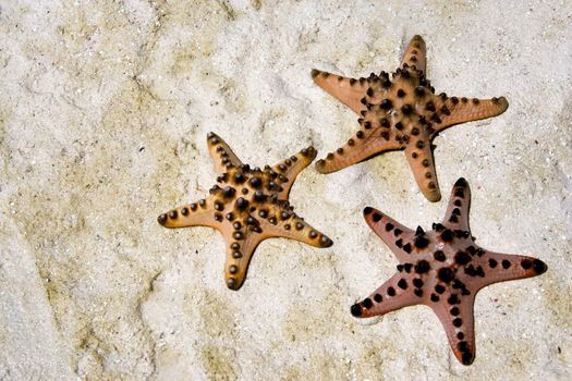 Image of a live starfish stranded on sand.