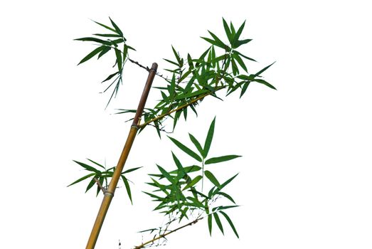 Bamboo on White backgroud