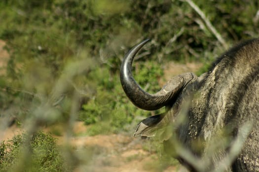 South African- Buffalo