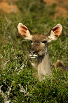 South African Kudu Antilope
