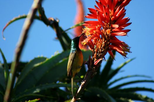 South African Cape of Good Hope