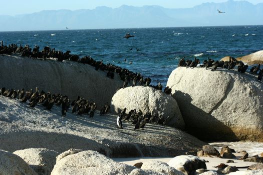 South Africa - Pinguin Coast