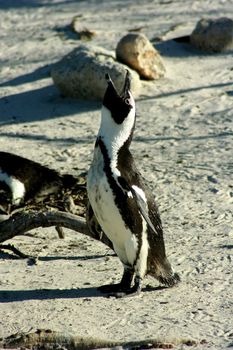 South Africa - Pinguin Coast