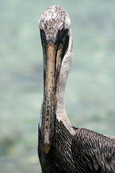 Mexican Pelican